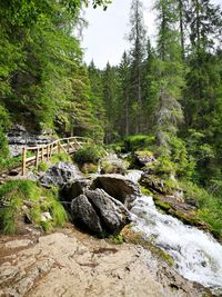 Stream flowing through rocks in forest