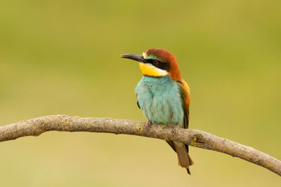 Close-up of bird perching on branch