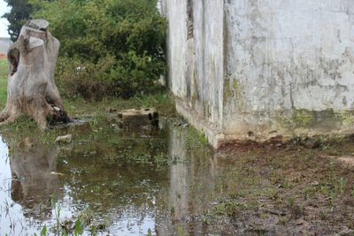 Horse in water