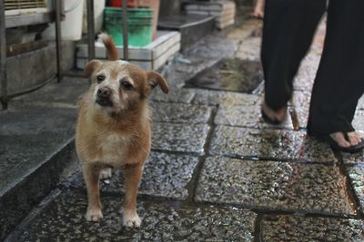 Low section of man standing by dog