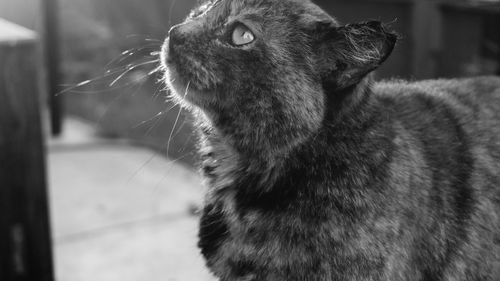 Close-up of cat sitting