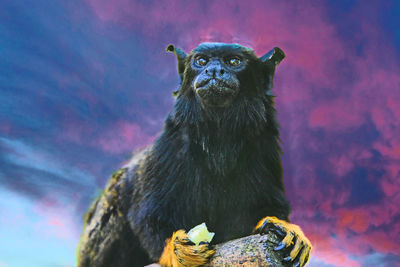 Portrait of monkey on rock
