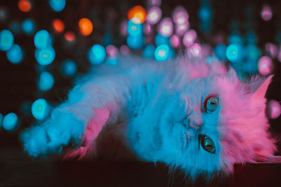 Portrait of white fluffy cat. studio neon colorful light. thoroughbred domestic kitty 