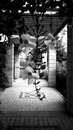 Flowers in the dark