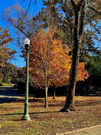 Trees in park during autumn