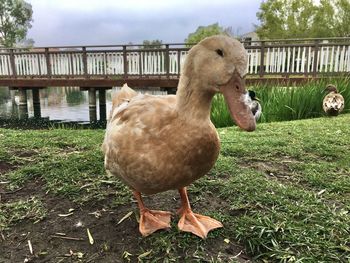 Mallard duck on field