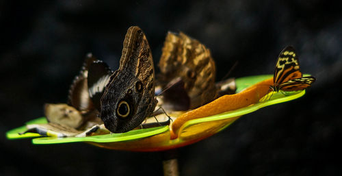 Close-up of butterfly on flower