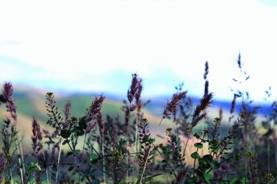 Close-up of plants growing on field against sky