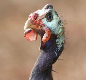 Close-up of guinea fowl