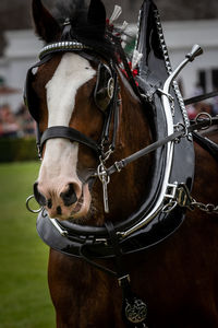 Horse standing on field