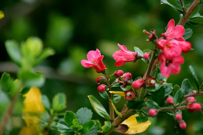 Close-up of pink flowers