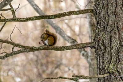 Red squirrel