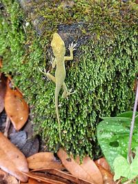 High angle view of lizard on plants