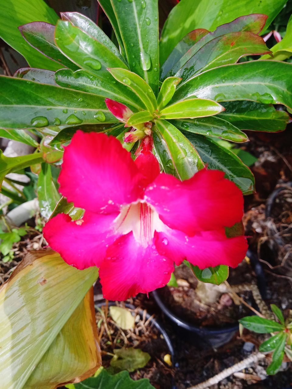 plant, growth, flower, flowering plant, beauty in nature, freshness, nature, leaf, plant part, close-up, fragility, no people, green, pink, petal, outdoors, day, botany, food, inflorescence, land, red, food and drink, high angle view, flower head