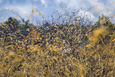 Close-up of flowering plants on field against sky