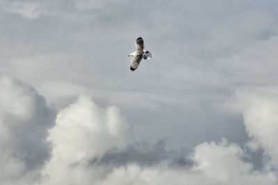 Bird flying in sky