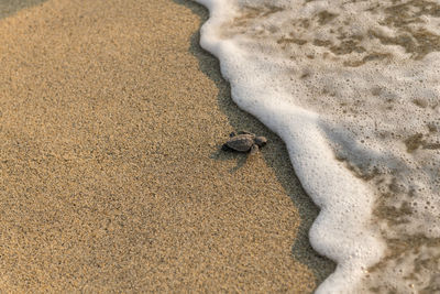 High angle view of lizard on beach