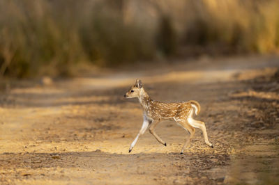 View of giraffe running on field