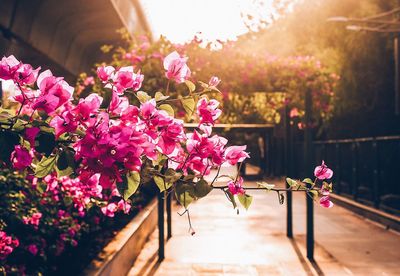 Close-up of pink flowers blooming outdoors