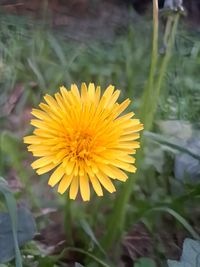 flowering plant