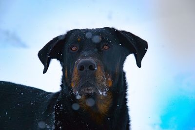 Close-up portrait of dog against sky