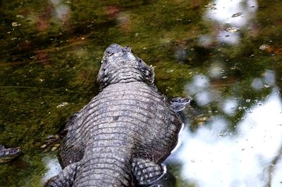 Turtle swimming in water