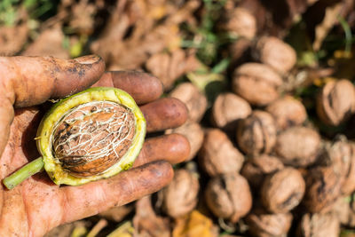 Worker's hands picking nuts, colored by the peel