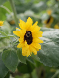 Close-up of bee on yellow flower