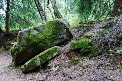 Moss growing on rock in forest