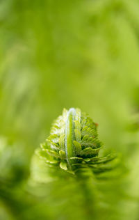 Close-up of flower bud