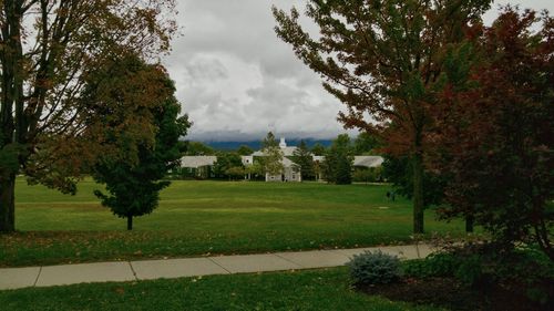 Trees in park