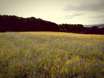 Scenic view of field against sky