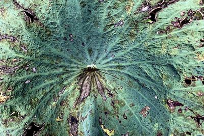 Full frame shot of tree trunk