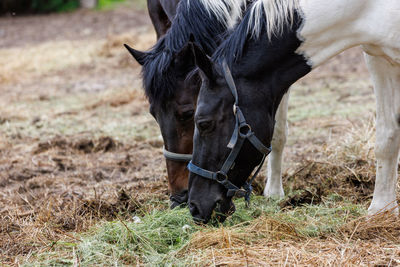 Two horses in a paddock eat hay from the ground, at summer day - closeup with selective focus