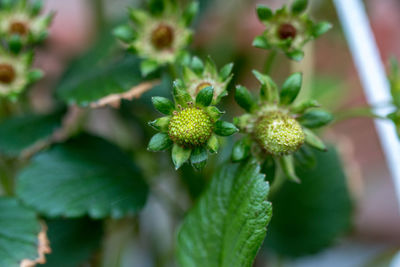 Close-up of flowering plant