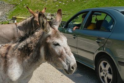 Close-up of horse