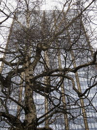 Low angle view of trees in forest against sky