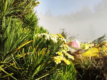 Close-up of flowering plants on field