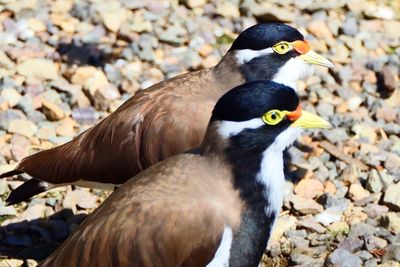 Close-up of a bird on rock