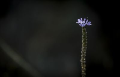 Close-up of blue flower blooming outdoors