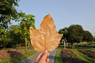 Person holding maple leaf