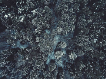 Full frame shot of forest during winter