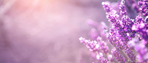 Banner with lavender flower field at sunset rays