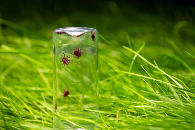 Close-up of insect on grass