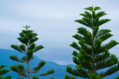 Low angle view of trees against sky