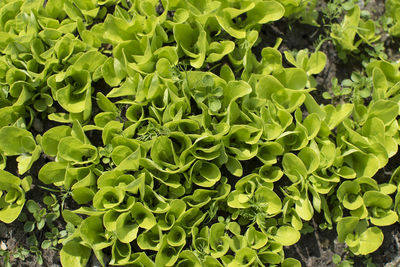 Full frame shot of plants