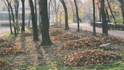 Trees in forest