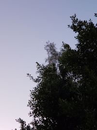 Low angle view of silhouette tree against clear sky