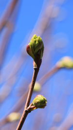 Close-up of green bud on plant