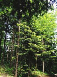 Trees in forest